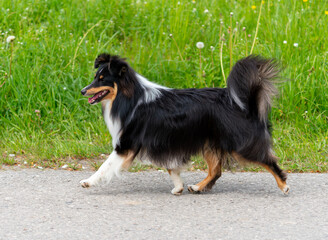 Einj&auml;hriger tricolour-Sheltie-R&uuml;de springt in der Wiese
