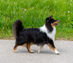 Einj&auml;hriger tricolour-Sheltie-R&uuml;de springt in der Wiese