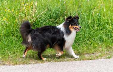 Einjähriger tricolour-Sheltie-Rüde springt in der Wiese