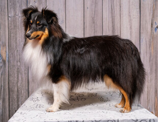 Einj&auml;hriger Tricolour-Sheltie-R&uuml;de wird f&uuml;r die Hundeausstellung vorbereitet.