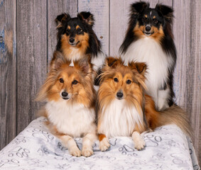 Sheltie-Hunde-Freunde posieren auf Ausstellungstisch
