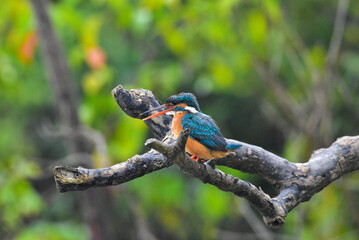 A beautiful Kingfisher perching and waiting for a fish for a fish in Mangrove forest. This photo was taken from Sundarbans National Park.