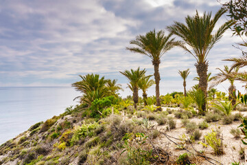 Palm trees on sea coast