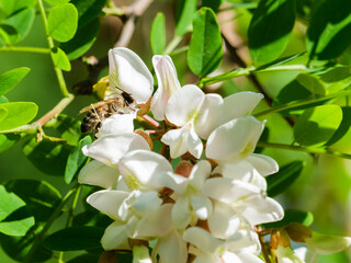  Kwiaty Robinii Akacjowej. Pszczoła.