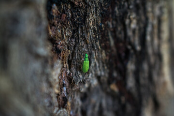 bicho verde en un tronco de arbol