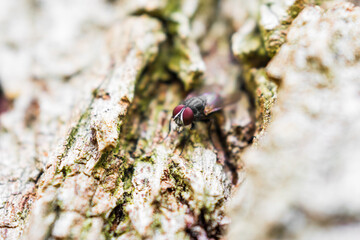 mosca bebiendo agua en un arbol