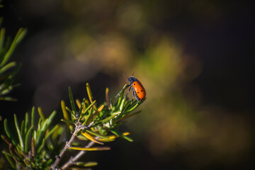 escarabajo naranja posado sobre una rama