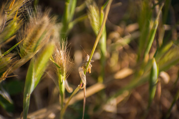 saltamontes en una rama mirandote fijamente