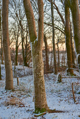 Fototapeta premium Forest, winter and sunrise in Norway with ice, cold and frost on ground and landscape. Snow, woods and morning in countryside for aesthetic, calm or serenity in nature for growth, renewal and scenery