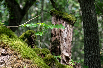 gros plan d'une vieille souche d'arbre recouverte de mousse verte avec un petit arbre poussant...