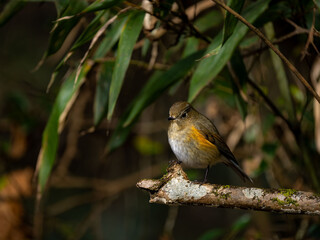 森の中で枯れ木に留まっているルリビタキの雄