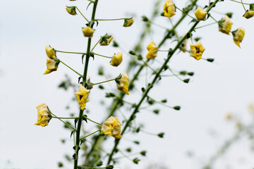 Linear-lobbed mullein (Verbascum linearilobum) flowers