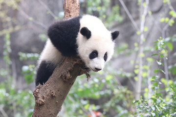Close up Happy Giant Panda, Chengdu, China