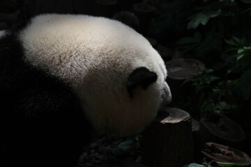 Close up Happy Giant Panda, Chengdu, China