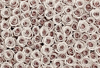 Romantic Red Rose Heart on White Background 