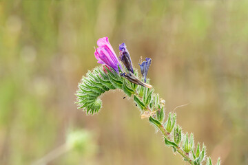 Echium vulgare, known as viper's bugloss and blueweed, is a species of flowering plant in the borage family Boraginaceae