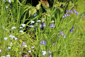 Bluebells and Forget-me-nots, Derbyshire England
