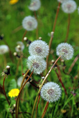 Closeup of a group of Dandelion seed heads, Derbyshire England
