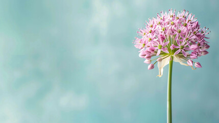 Allium drumstick flower on the right with empty copy space