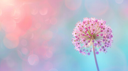 Allium drumstick flower on the right with empty copy space