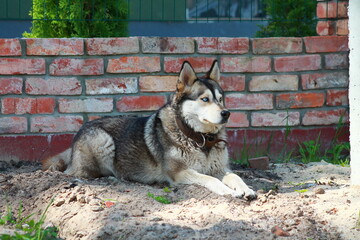 Husky dog ​​breed guards the house