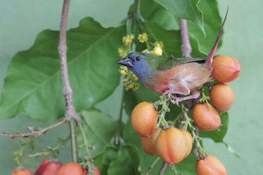 A pin-tailed parrotfinch is looking for food in the bushes. This bird, whose feathers are beautiful like the colors of a rainbow, has the scientific name Erythrura prasina.