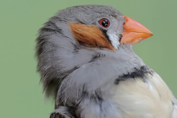 The head of a zebra finch looks beautiful. This small, beautifully colored bird has the scientific...