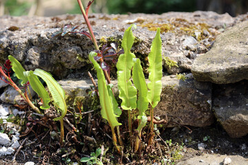 Hart's Tongue Fern growing on a garden wall, Derbyshire England
