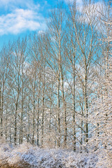 Ice, snow and winter with trees of environment for cold season or weather in natural ecosystem. Background, earth and nature with forest outdoor on blue sky for ecology, growth or sustainability