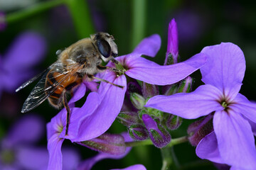 bee on a flower