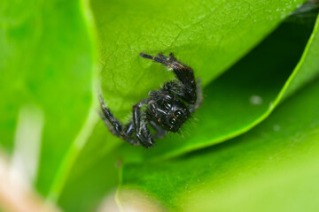 jumping spider