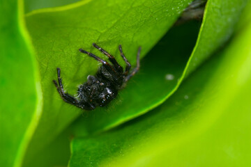 jumping spider