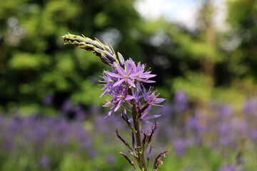 Macro image of a Large Camas flower spike just starting to open, Derbyshire England
