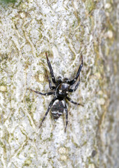 jumping spider