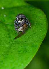 jumping spider catching flies