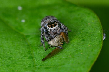 jumping spider catching flies