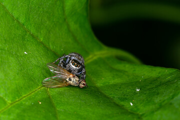 jumping spider catching flies