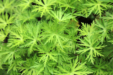 Macro image of Meadow Cranesbill foliage, Derbyshire England
