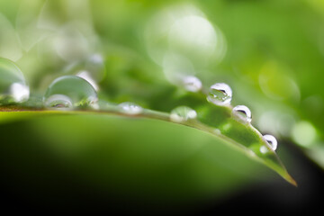 葉っぱに付いた水滴のイメージ