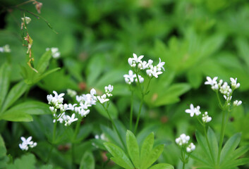Macro image of Sweet Woodruff blooms, Derbyshire England
