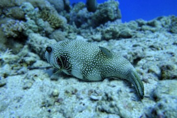 Spotted Buffer Fish in the Bottom of the Red Sea