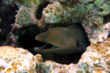 Giant Moray Fish - Red Sea Egypt Coral Reef 