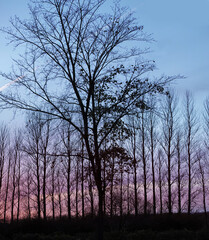 Silhouette, trees and sunset at woods outdoor in nature, countryside or landscape field with sky in Norway. Winter environment, forest or shadow in park for travel, holiday or vacation on background