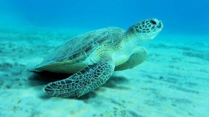 Fototapeta premium Sea Turtle in a relaxed Mode. Sea Turtle is relaxing after a long swim underwater with a calm facial expression at the bottom of the clear blue water of Marsa Alam, Red Sea Egypt 