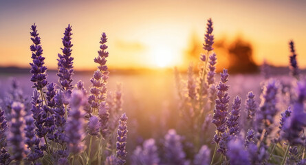 Lavender field at sunset - Lavender spikes in the foreground and blurred background with soft sunset light - Wallpaper with a beautiful view of nature