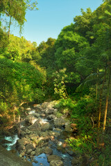 Nature, rainforest and scenic view of river and stream in jungle or bush in Hawaii, USA. Earth day, growth and natural forest with green plants and sustainable environment for peaceful scenery
