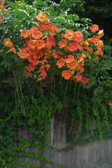 담벼락에 가득히 개화한 덩굴 식물 능소화