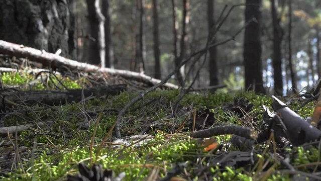 A person walks through the forest and tramples amanitas