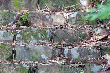 お寺の石段で巣作りの巣材を集める可愛いヤブサメ（ウグイス科）のペア。
日本国東京都八王子市、八王子城跡にて。
2024年5月撮影。
A pair of lovely Short-tailed Bush Warbler (Urosphena squameiceps) gathering nesting material on the stone steps of a temple.
