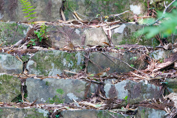 お寺の石段で巣作りの巣材を集める可愛いヤブサメ（ウグイス科）のペア。
日本国東京都八王子市、八王子城跡にて。
2024年5月撮影。
A pair of lovely Short-tailed Bush Warbler (Urosphena squameiceps) gathering nesting material on the stone steps of a temple.
